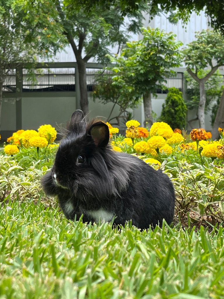 Foto original de Blackie